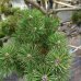 Pinus Mugo, Borovica horská ´COLUMNARIS´ (-25°C), kont. C70L, výška: 100-120 cm - BONSAJ